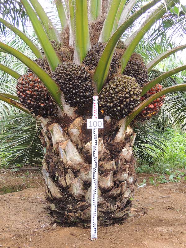 Oil palm seeds